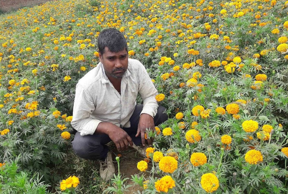 Corona Virus Effects On Marigold Farmers Unhappy In Lockdown