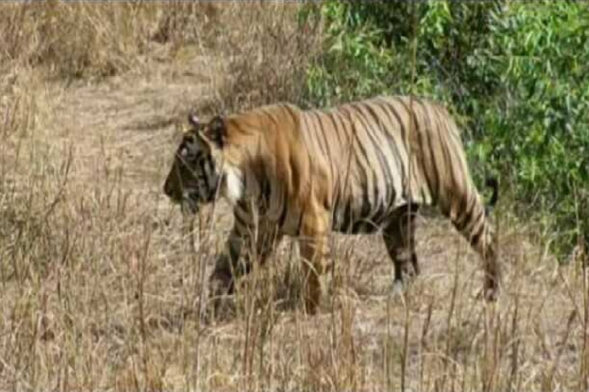 The tigress died in Dudhwa due to negligence of employees, two employees suspended