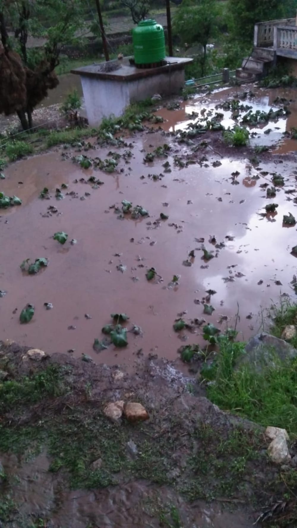 Uttarakhand weather : heavy hailstorm destroyed crop in uttarkashi