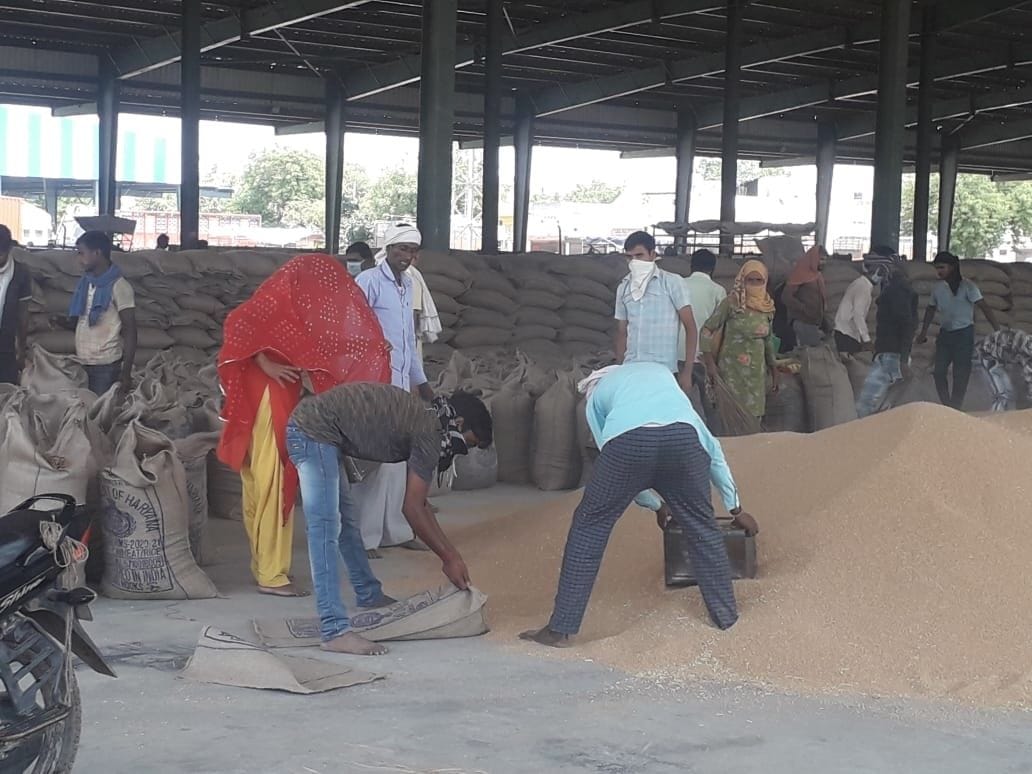 11,156 metric ton wheath purchsing in Distt. Grain Market