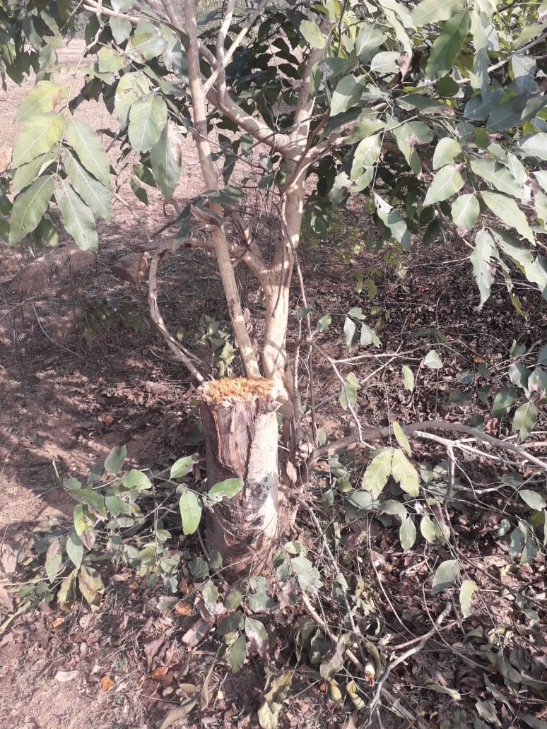 Inleggal wood cuting in lalitpur