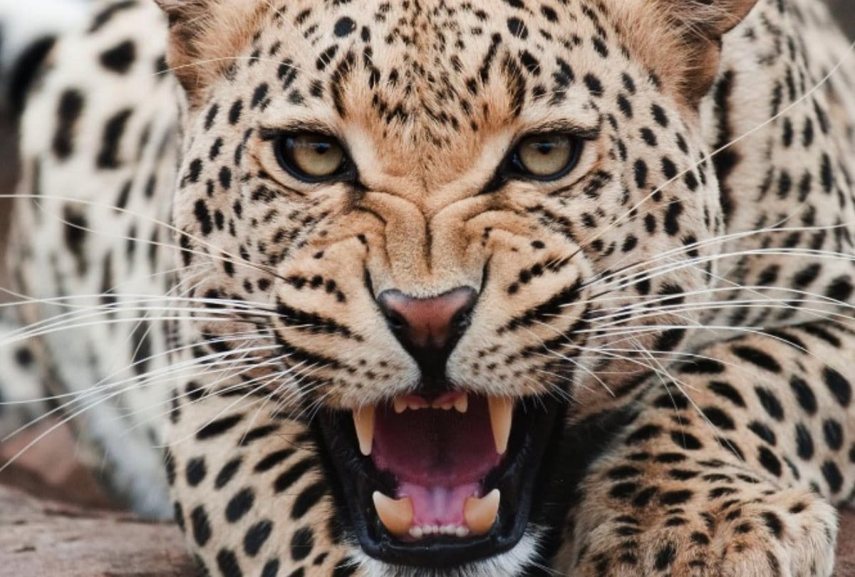 Leopard Attack child but Dog save his life in Kashipur