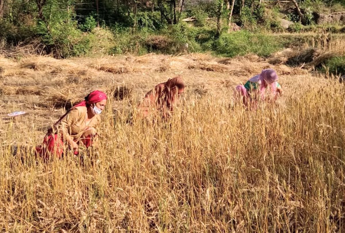 Hamirpur Himachal Pradesh Panchayat Pradhan pradhan soma devi help for wheat crop cutting in village
