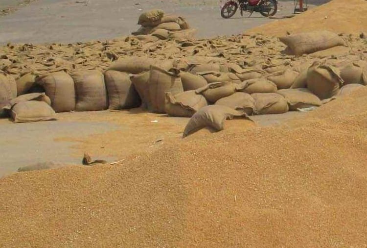 Now 200 farmers will be able to bring grains daily in the mandis in Haryana