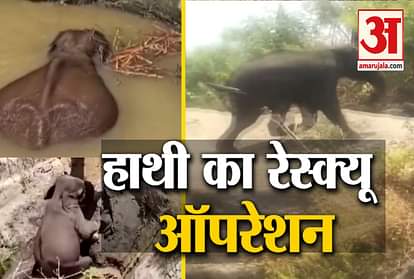 FOREST OFFICIALS RESCUE ELEPHANT FROM WELL IN KARNATAKA