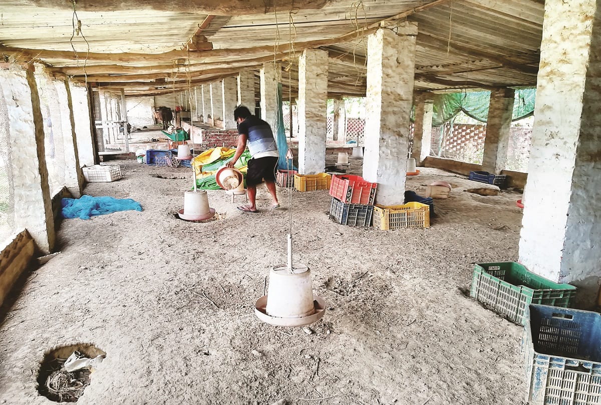 covid19 debt-ridden poultry business loss of 20000 crores during lockdown 