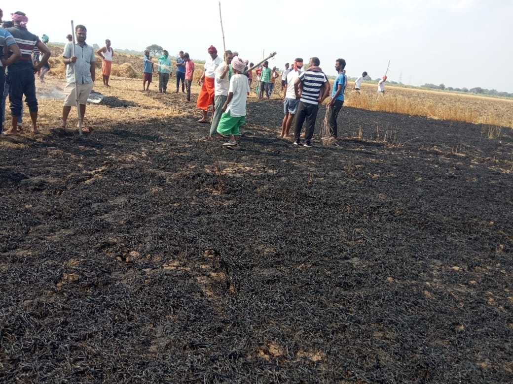 Seven bigha crop burnt to ashes by fire
