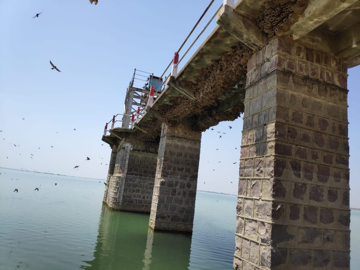 bats gathering at govind sager dam