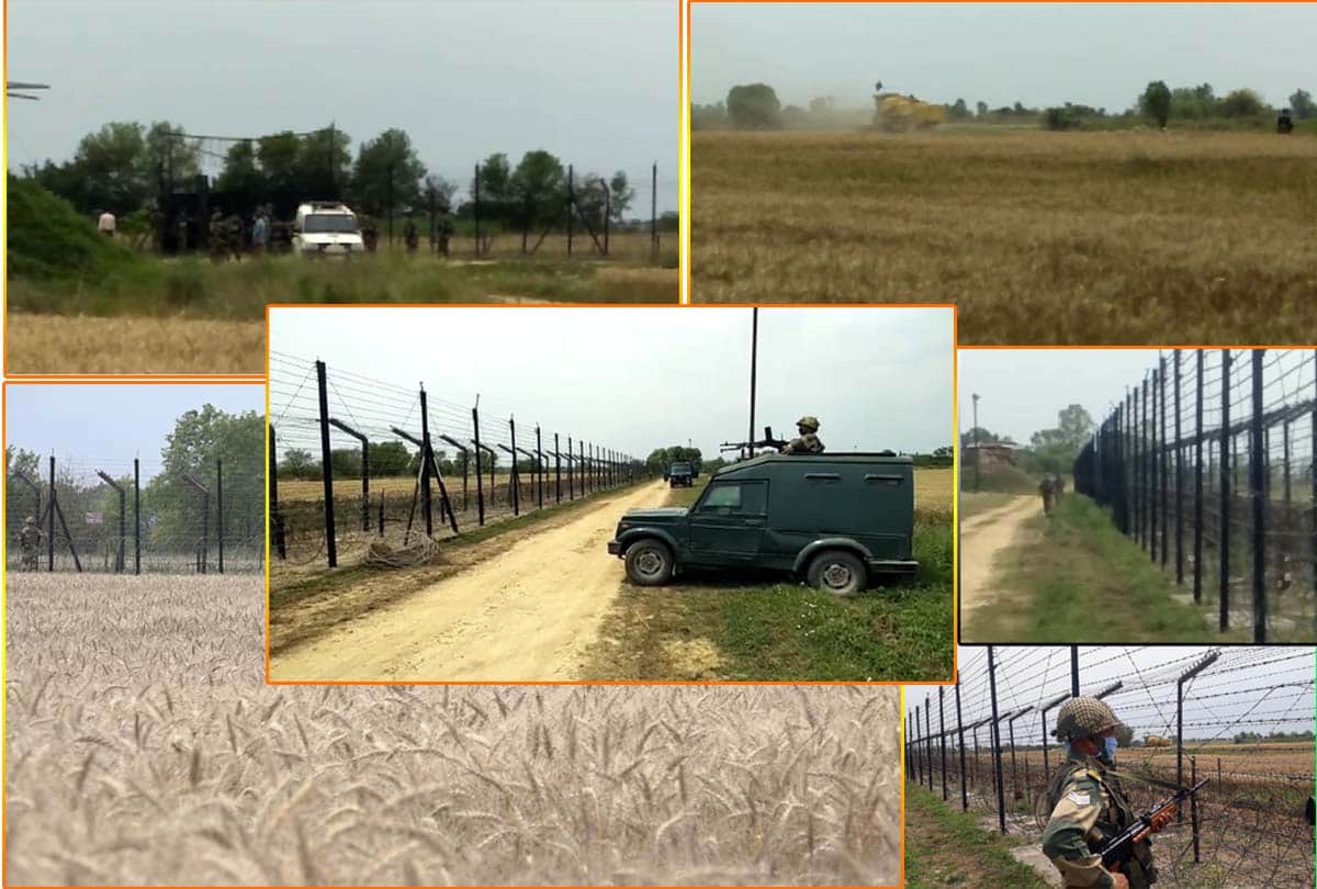 BSF jawans harvest wheat from barren land in rs pora jammu kashmir, latest news jammu kashmir