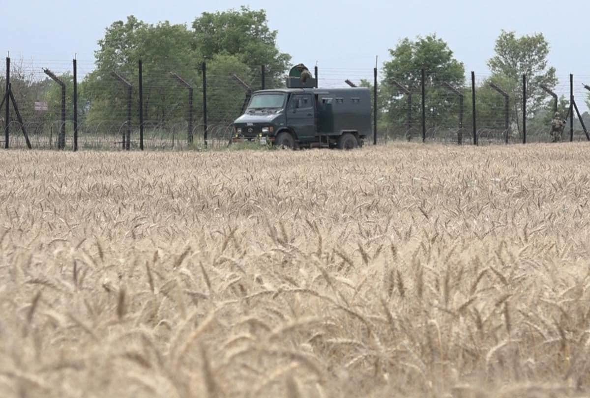 BSF jawans harvest wheat from barren land in rs pora jammu kashmir, latest news jammu kashmir