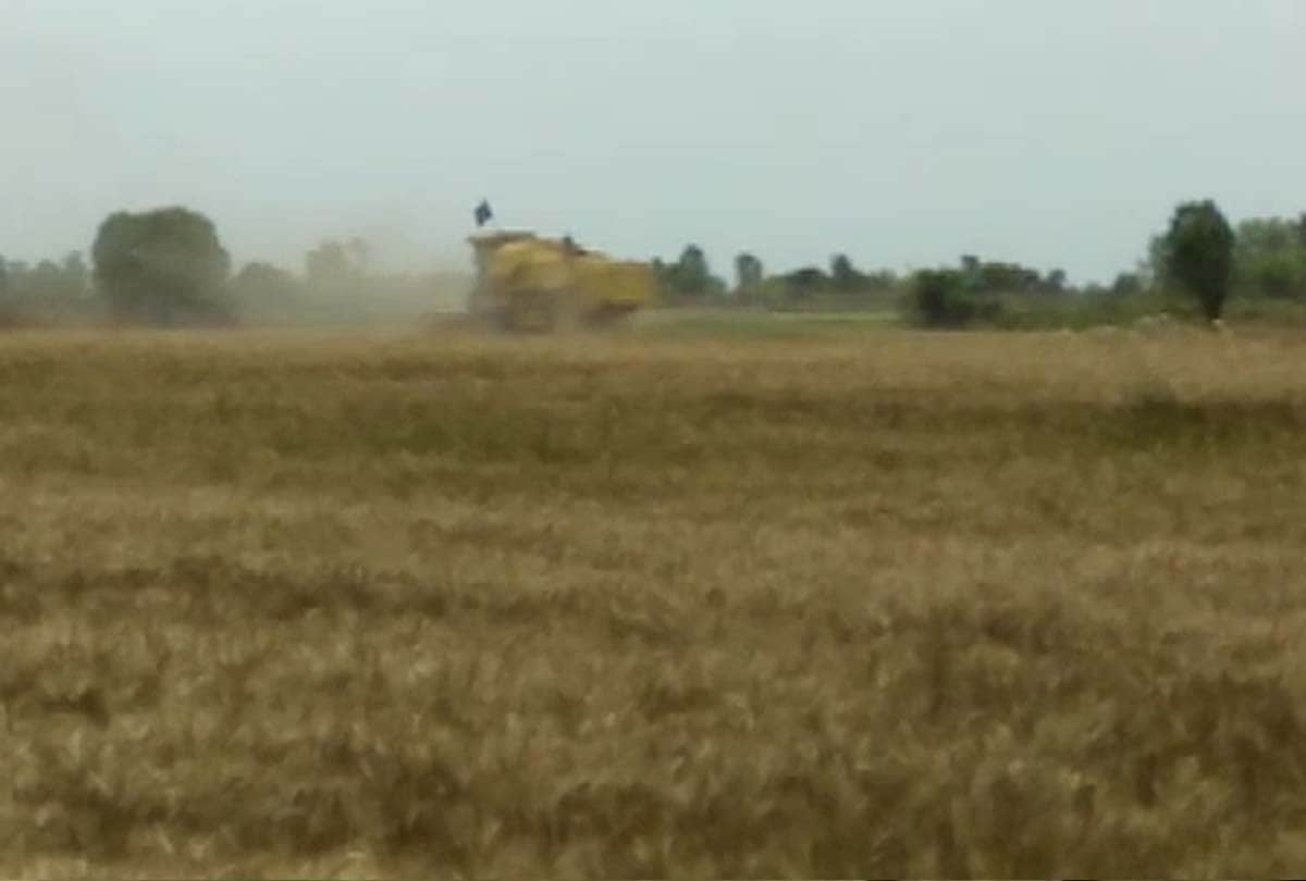 BSF jawans harvest wheat from barren land in rs pora jammu kashmir, latest news jammu kashmir