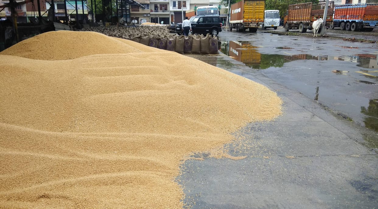 Million ton wheat and mustrud wet of the rain.