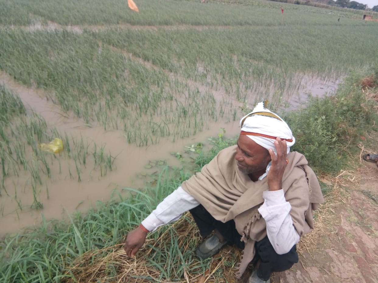 Crop of maize and rice wasted due to rain with strong wind