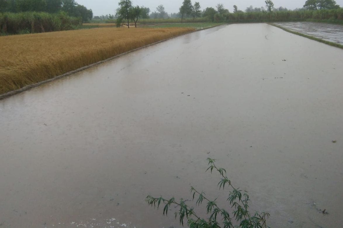Rain comes as a storm for farmers