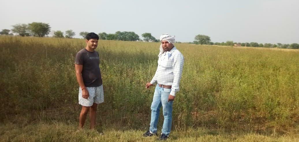 Hail fell with light rain, crop destroyed