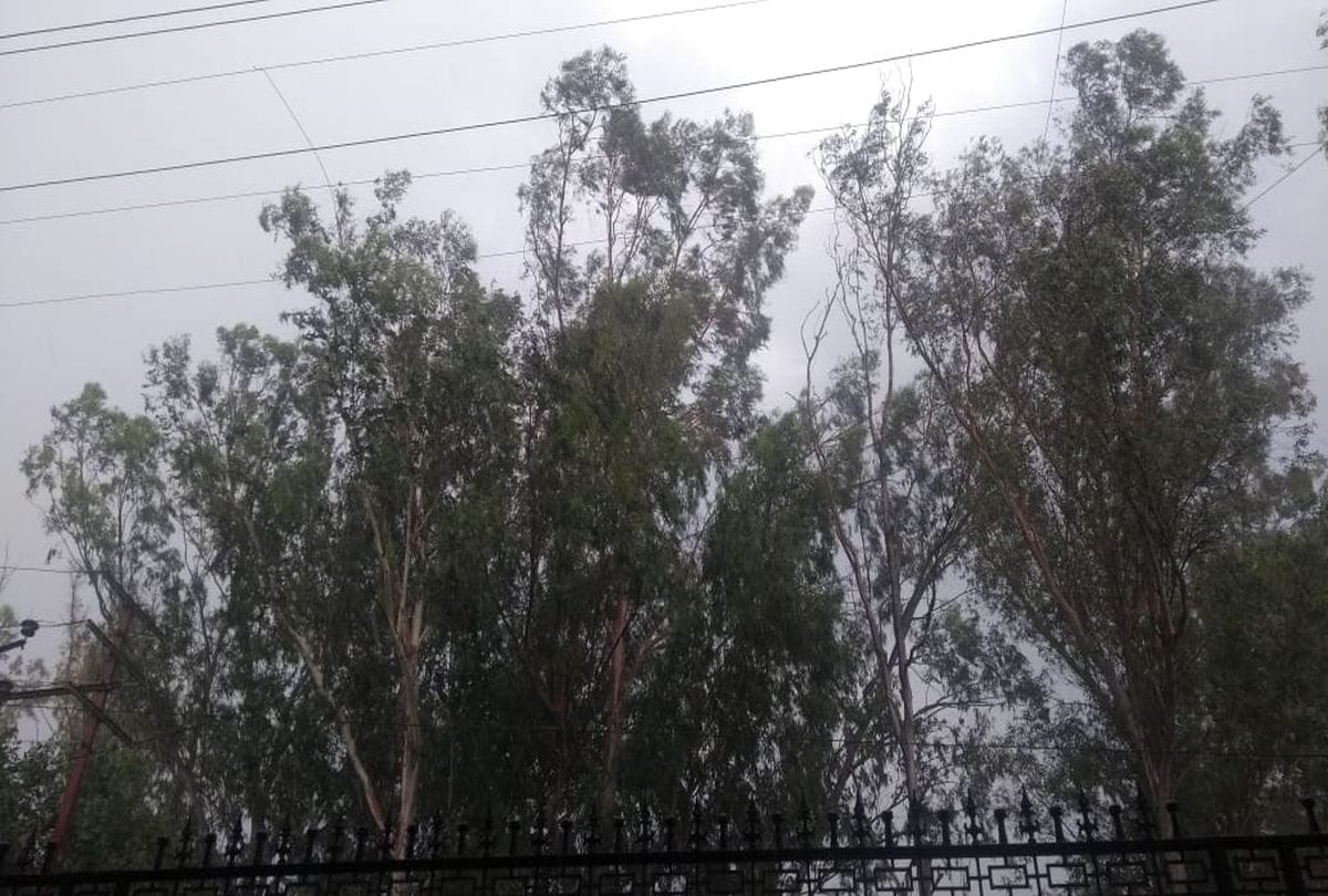 Rain and hail in many parts of the Jammu and Kashmir and damage to wheat crop