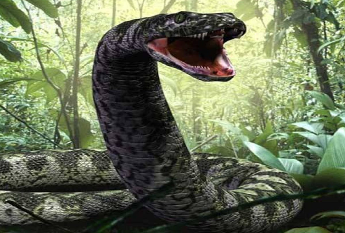 Prehistoric Snake Amazing and Interesting Facts about Titanoboa Snake