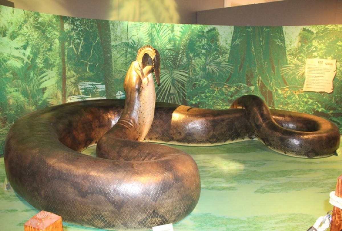 Prehistoric Snake Amazing and Interesting Facts about Titanoboa Snake