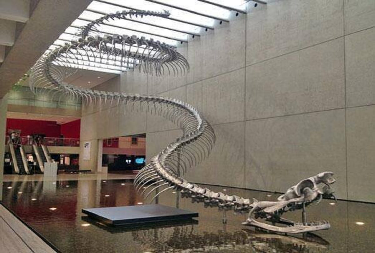 Prehistoric Snake Amazing and Interesting Facts about Titanoboa Snake
