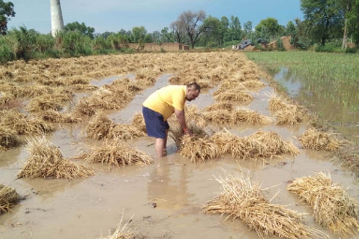 rain and hailstorms made farmers crops soaked in the field in many district of western UP