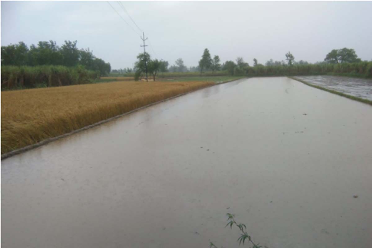rain and hailstorms made farmers crops soaked in the field in many district of western UP