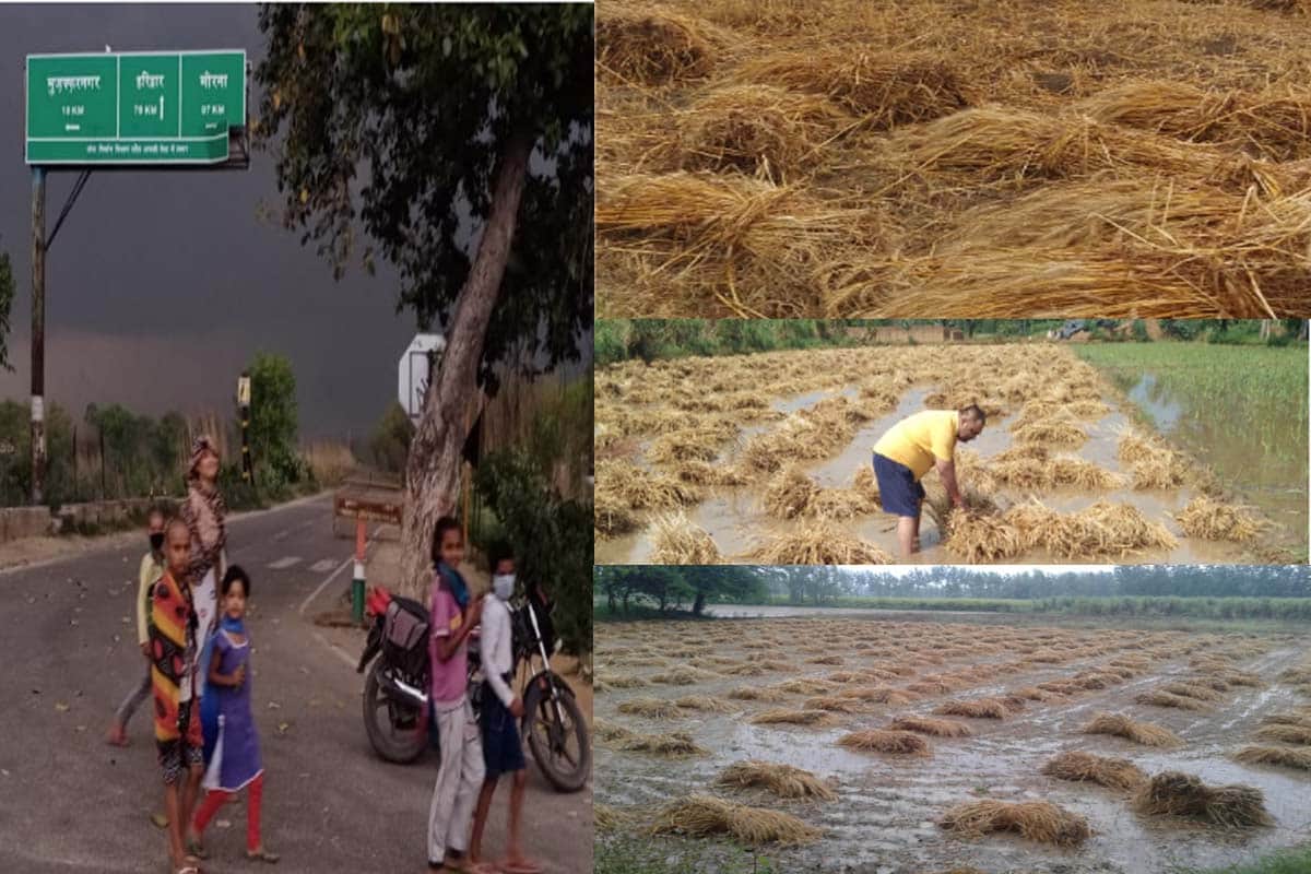 rain and hailstorms made farmers crops soaked in the field in many district of western UP