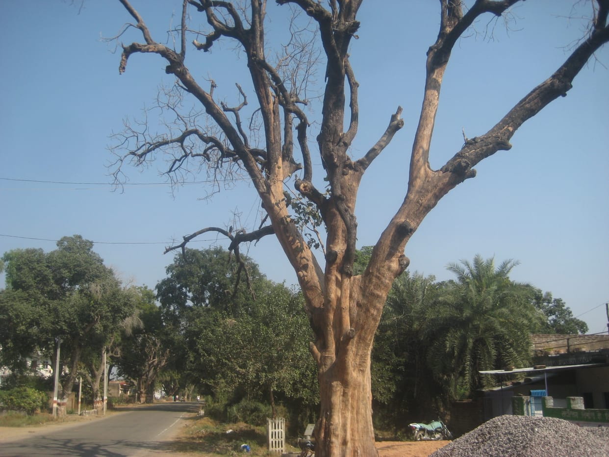 A Dry tree made be dangerous