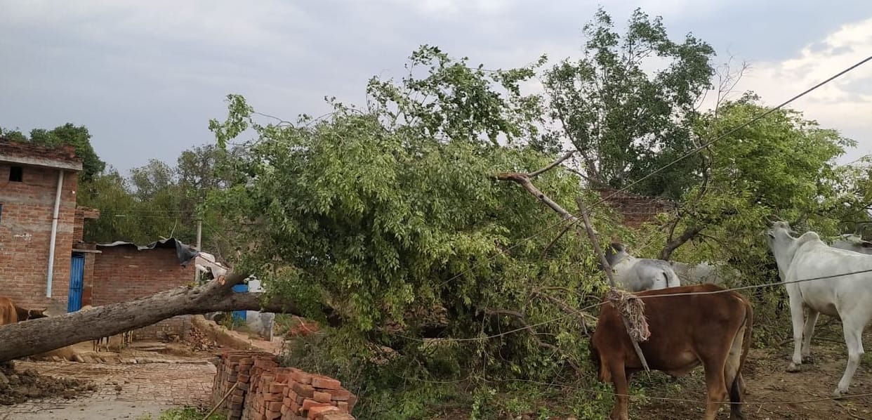 hail strom, heavy rain in bumdelkhand