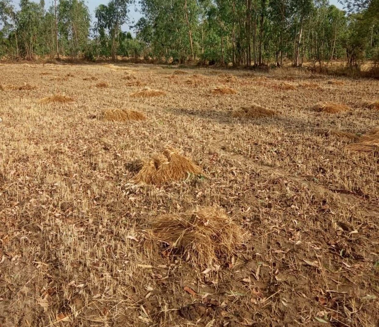 Weather cracked down on troubled farmers in lockdown