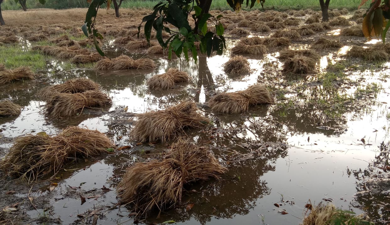 rain and stoem are barrior, wheat crops cultivating work stop