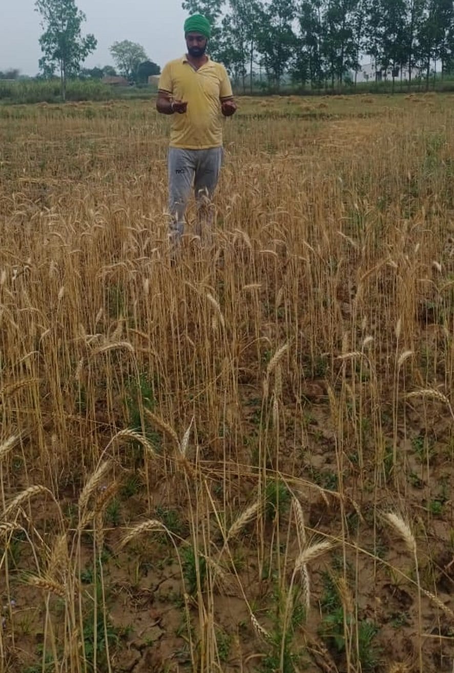 Demand for compensation of rain affected crops