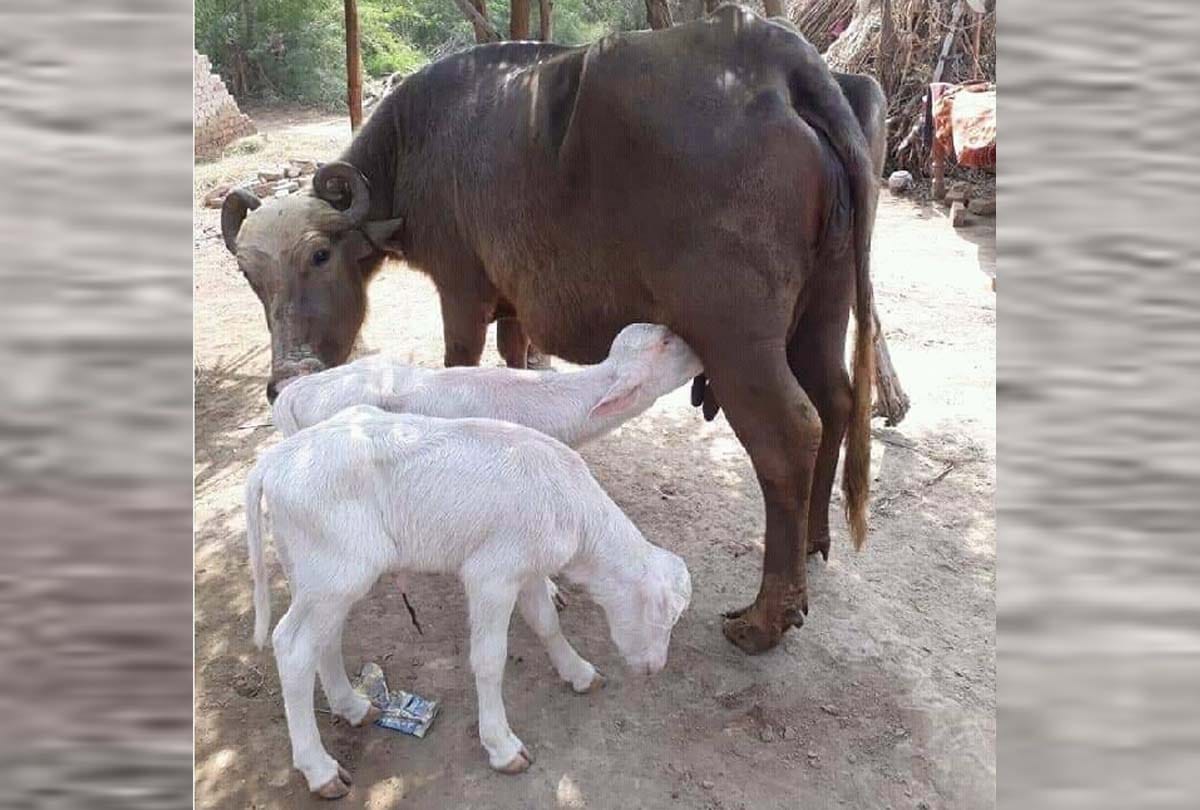 Buffalo twin white children are making headlines in social media in poonch jammu kashmir