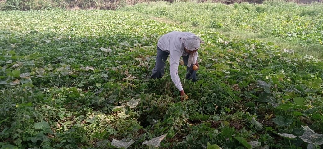 farmers suffered 10 crors loss