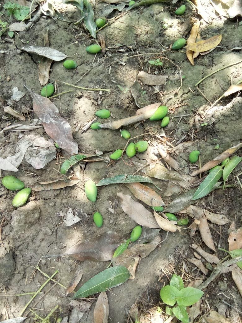 Mango crop destroyed by storm and water