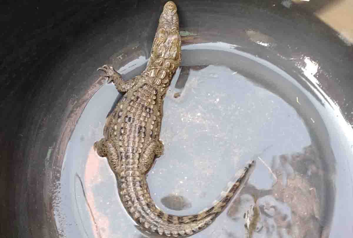 Crocodile reached village, villagers chased in Siwan