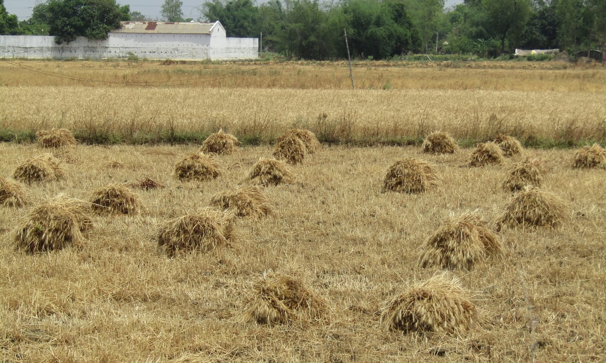 Unseasonal rain damages wheat crop