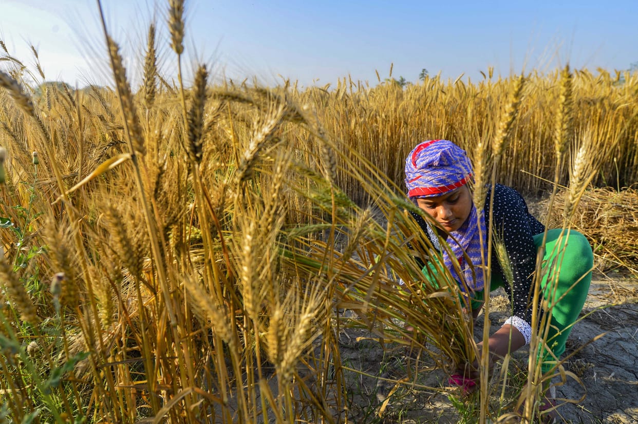 Haryana Government Master plan ready to prevent crop in mandi
