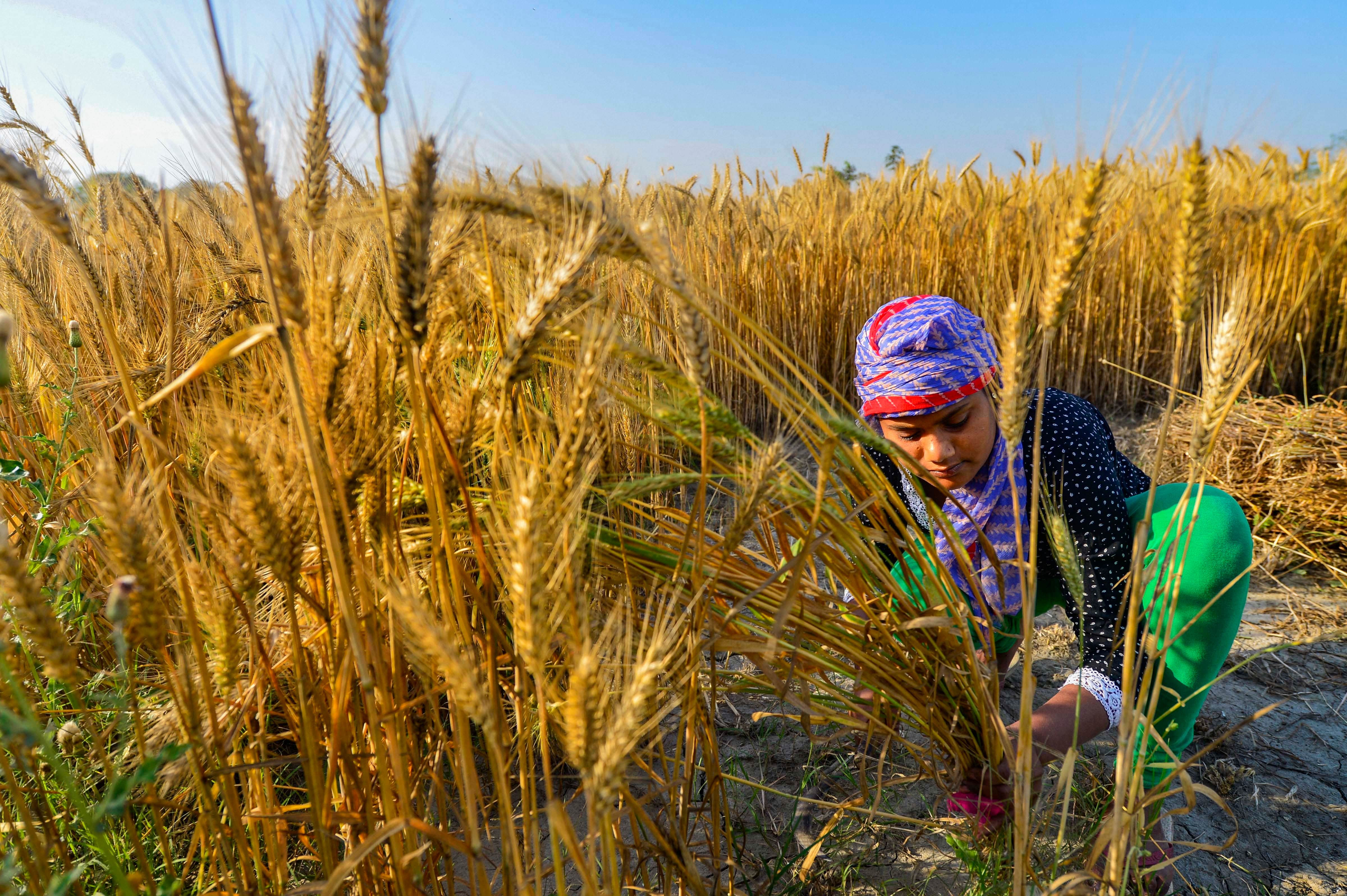 5 states in the india which produce the most grains