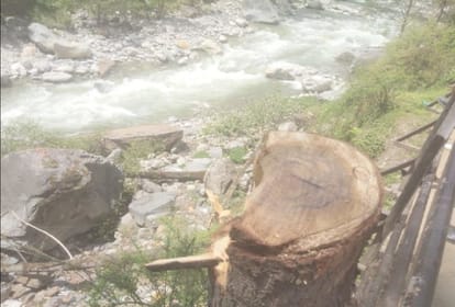 Illegal Tree Felling in Chamba 661 wooden sleepers Recovered