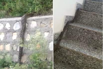 One Giant Python Entered on Road and three poisonous snake found in House in dehradun