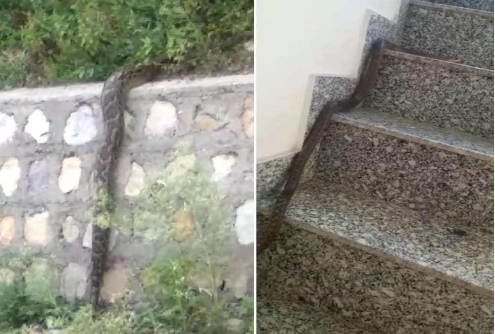 One Giant Python Entered on Road and three poisonous snake found in House in dehradun