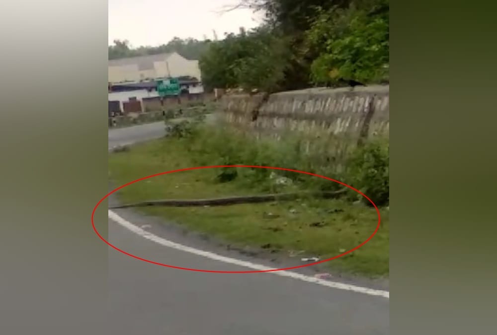 One Giant Python Entered on Road and three poisonous snake found in House in dehradun
