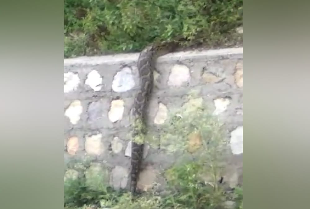 One Giant Python Entered on Road and three poisonous snake found in House in dehradun