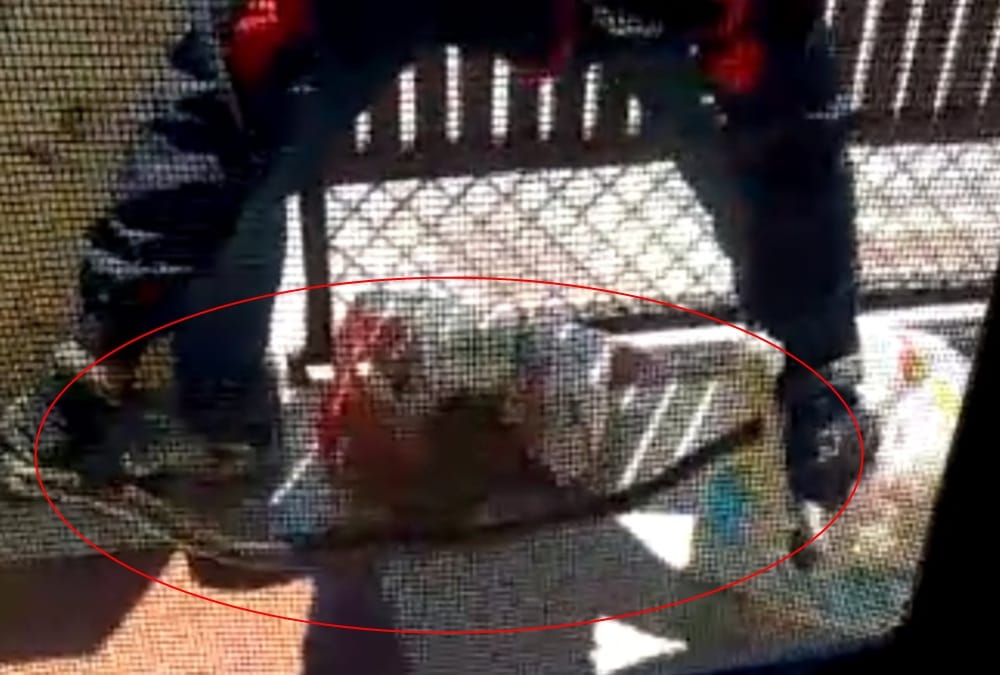 One Giant Python Entered on Road and three poisonous snake found in House in dehradun