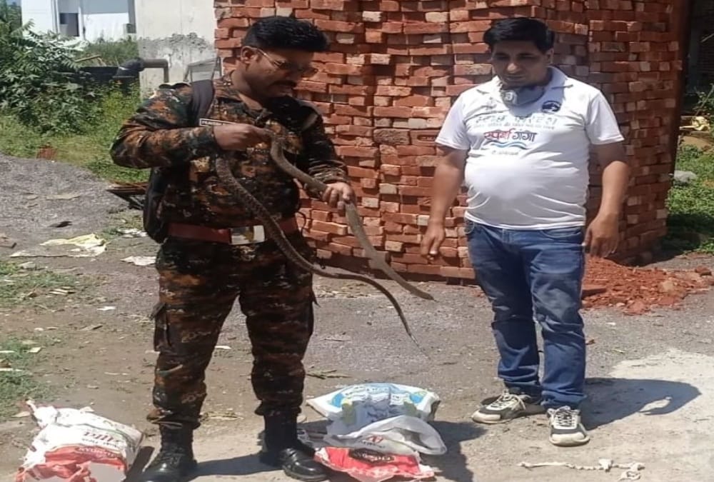 One Giant Python Entered on Road and three poisonous snake found in House in dehradun
