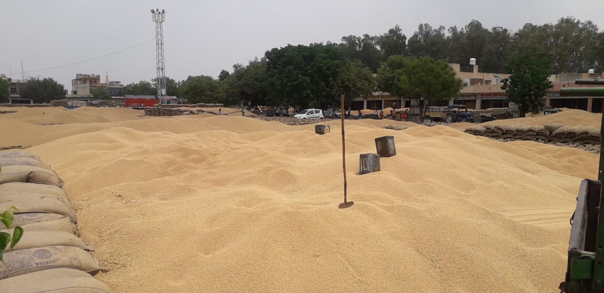 Wheat will not be procured in jind city grain market today
