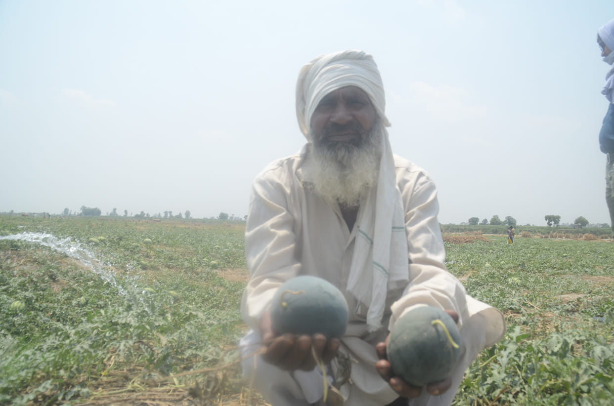 Watermelon and melon started getting ruined in Yamuna Khadar