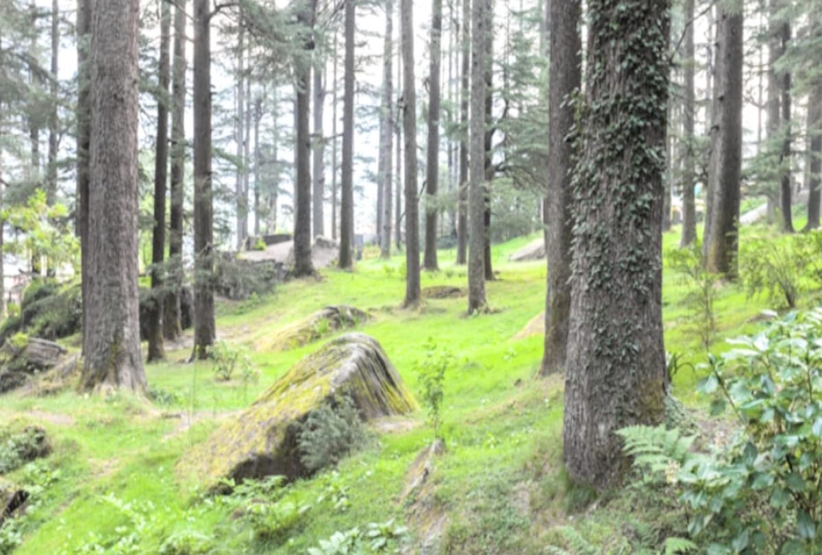 world environment day 2021 : not forest area reduced, no harm to environment, yet uttarakhand ranking deteriorated
