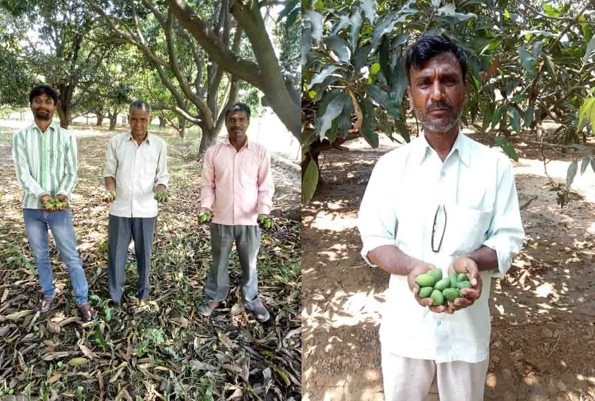 kanpur : The storm increased the difficulties for the mango traders
