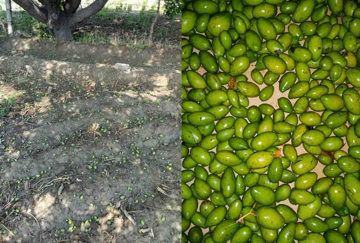 Storm: Mangoes fell ... two and a half lakh population did not get electricity and water for 9 hours